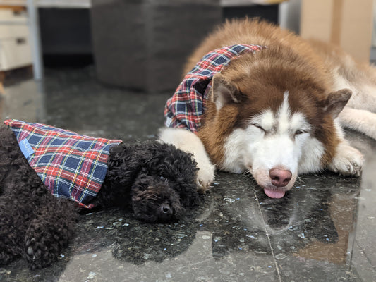 "Shopping" for Pets: How to buy dogs ethically?