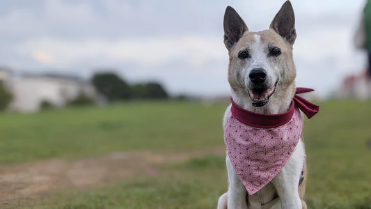 Directory: Animal Shelters in Singapore