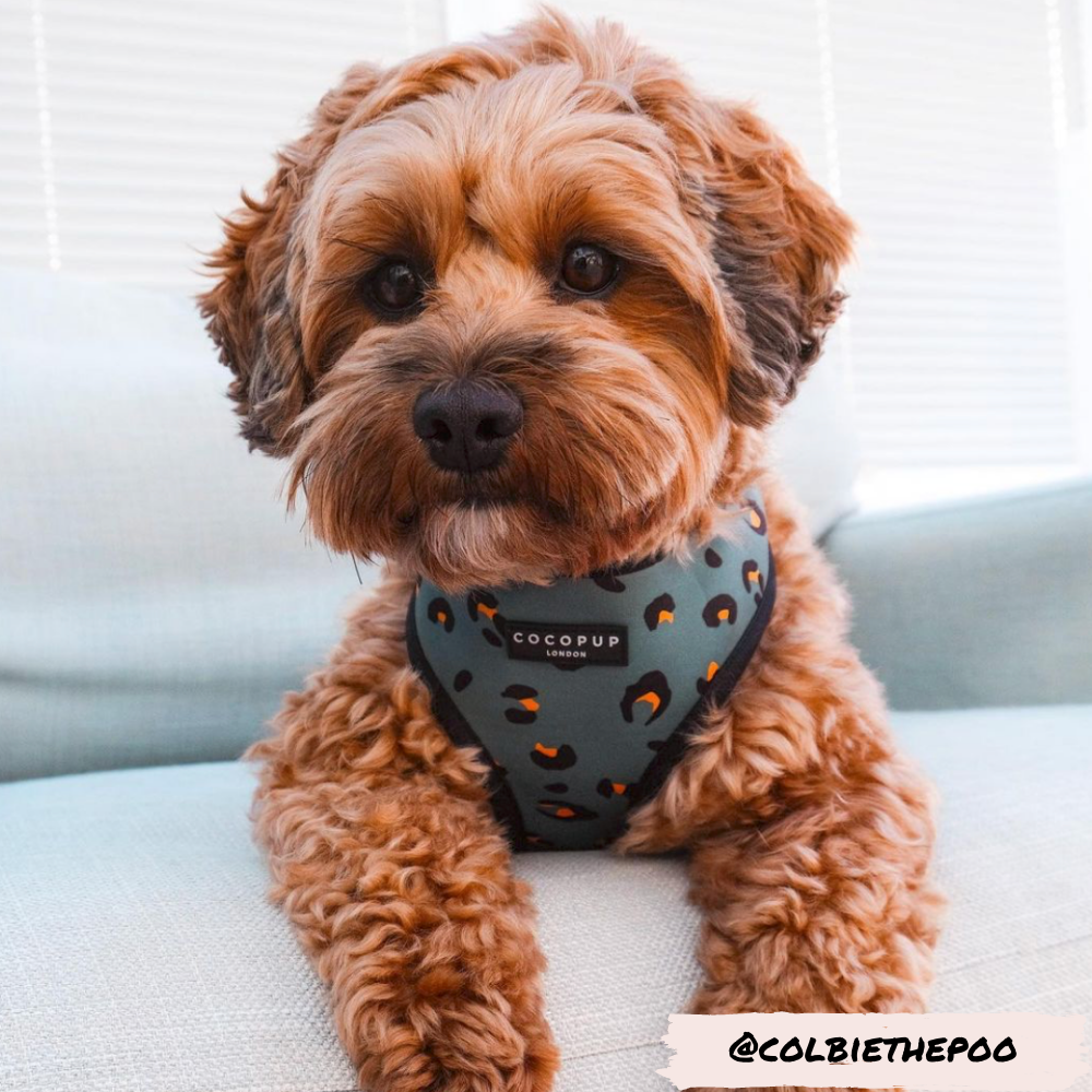 KHAKI LEOPARD ADJUSTABLE NECK HARNESS