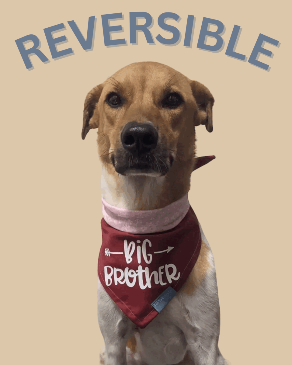 Paws & Feathers: Design-your-own Reversible Bandana
