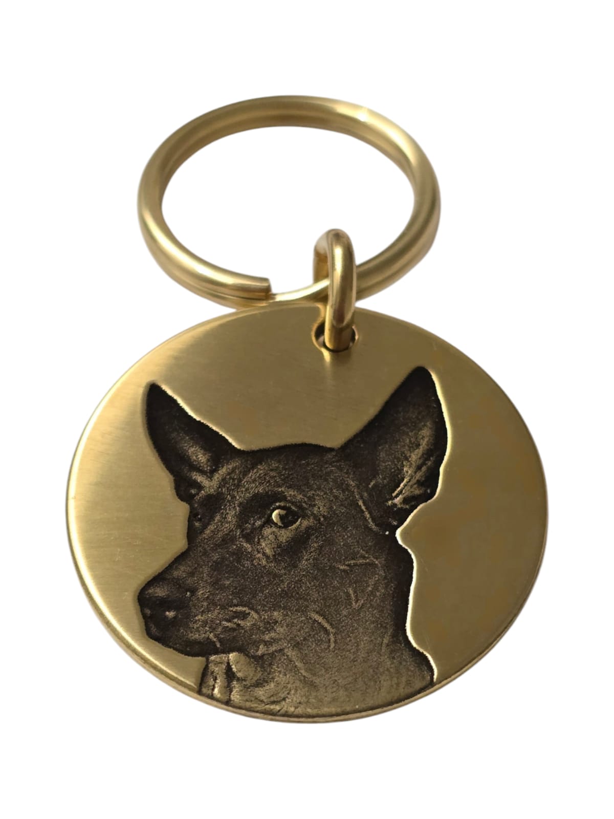 Picture Perfect Tag from Allegra.pets