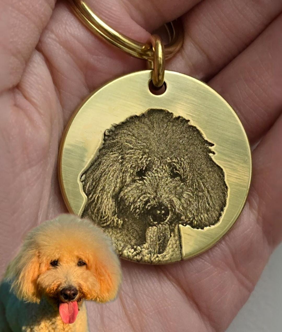 Picture Perfect Tag from Allegra.pets